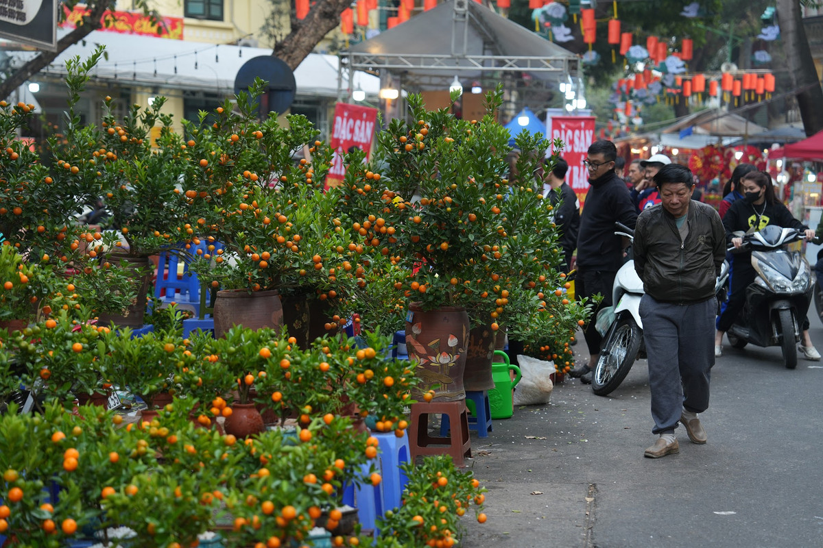Giá cả các loại hoa, cây cảnh năm nay có sự biến động so với năm trước. Theo các tiểu thương, giá cả phụ thuộc vào nhiều yếu tố như thời tiết, chất lượng sản phẩm và nhu cầu của thị trường. Ảnh: Khánh Huy