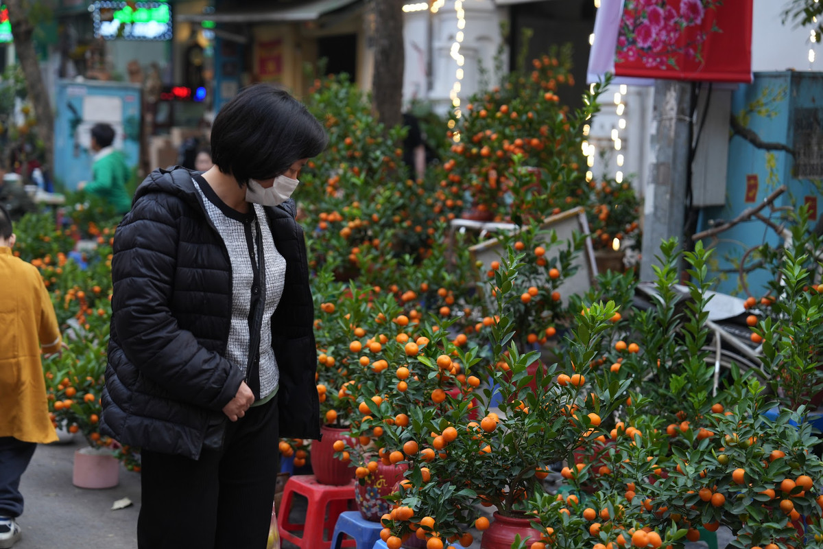 Năm nay, đào Nhật Tân được ưa chuộng hơn cả vì hoa nở đúng dịp và dáng cây rất đẹp. Bên cạnh đào huyền, nhiều người năm nay lại chuộng loại đào tròn truyền thống ghép nhiều cành và gốc trong 3-5 năm. Ảnh: Khánh Huy