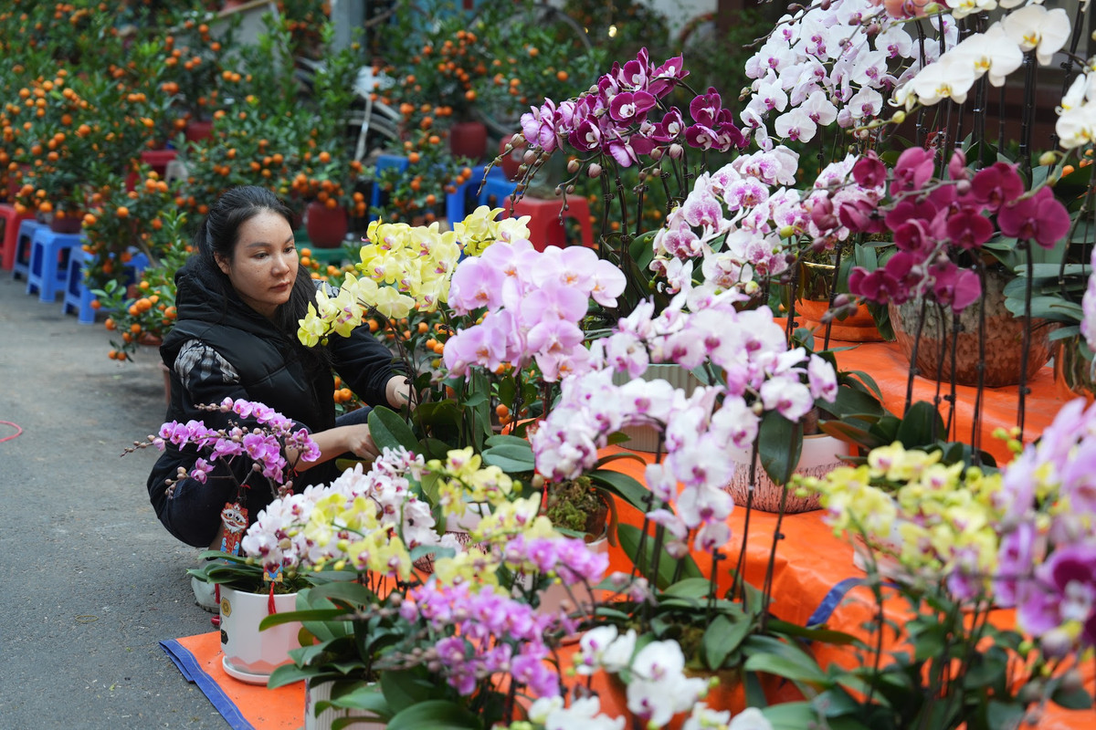 Bên cạnh đào quất truyền thống, năm nay chợ hoa Hàng Lược còn có thêm màu sắc từ các loài hoa lan. Ảnh: Khánh Huy