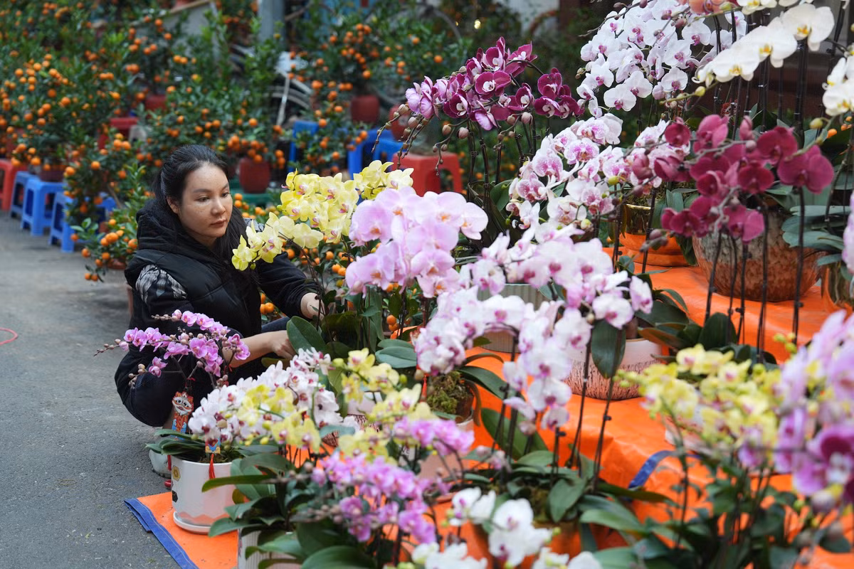 Bên cạnh đào quất truyền thống, năm nay chợ hoa Hàng Lược còn có thêm màu sắc từ các loài hoa lan. Ảnh: Khánh Huy