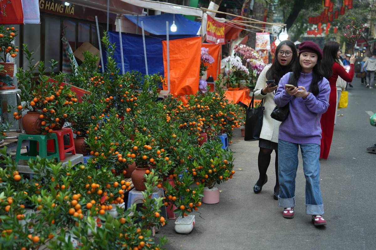 Hàng trăm gian hàng hoa tết rực rỡ, từ đào Nhật Tân hồng phớt, mai vàng miền Nam, đến những cành quất trĩu quả, cùng các loại hoa cúc, hoa lan và hoa ly,...được bày bán. Ảnh: Khánh Huy