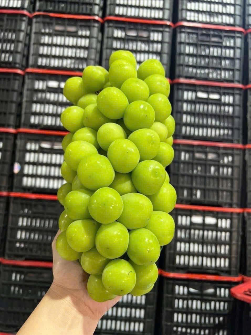 Những ngày gần Tết, nho sữa vẫn là mặt hàng được ưa chuộng vì giá rẻ. Ảnh: Facebook