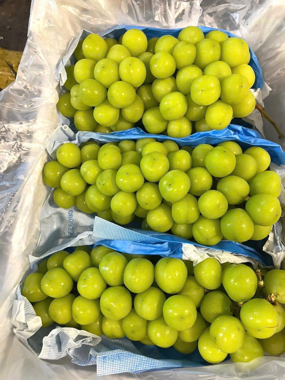Tuy nhiên, nho sữa trồng tại Trung Quốc không còn là loại hoa quả được liệt vào hàng “quý tộc”. Ảnh: Facebook