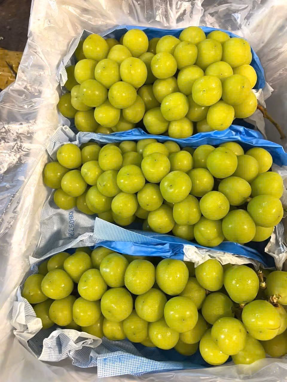 Tuy nhiên, nho sữa trồng tại Trung Quốc không còn là loại hoa quả được liệt vào hàng “quý tộc”. Ảnh: Facebook
