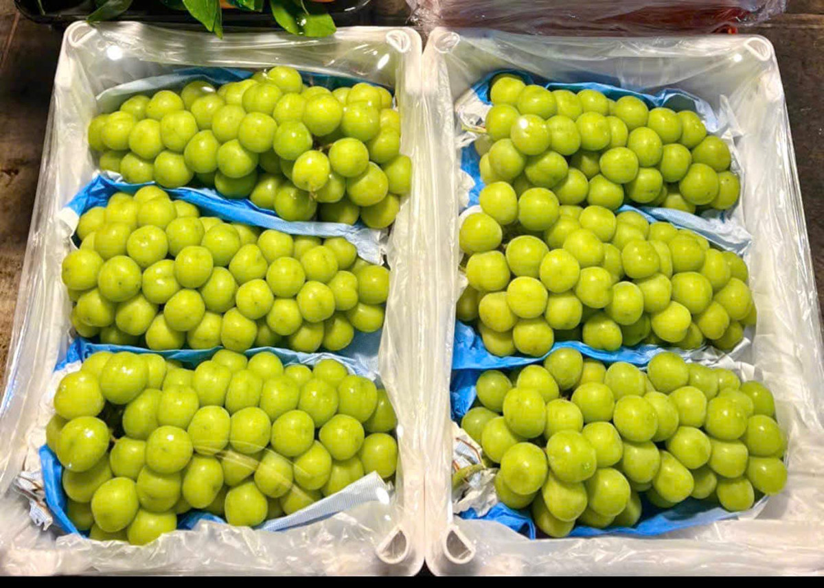 Theo đó, nho sữa được rao bán từ 50.000 - 75.000 đồng/kg. Thậm chí, có người rao bán 110.000 đồng/rành 4,5-5kg. Tính ra, 1kg nho sữa có giá chưa đến 30.000 đồng/kg. Ảnh: Facebook