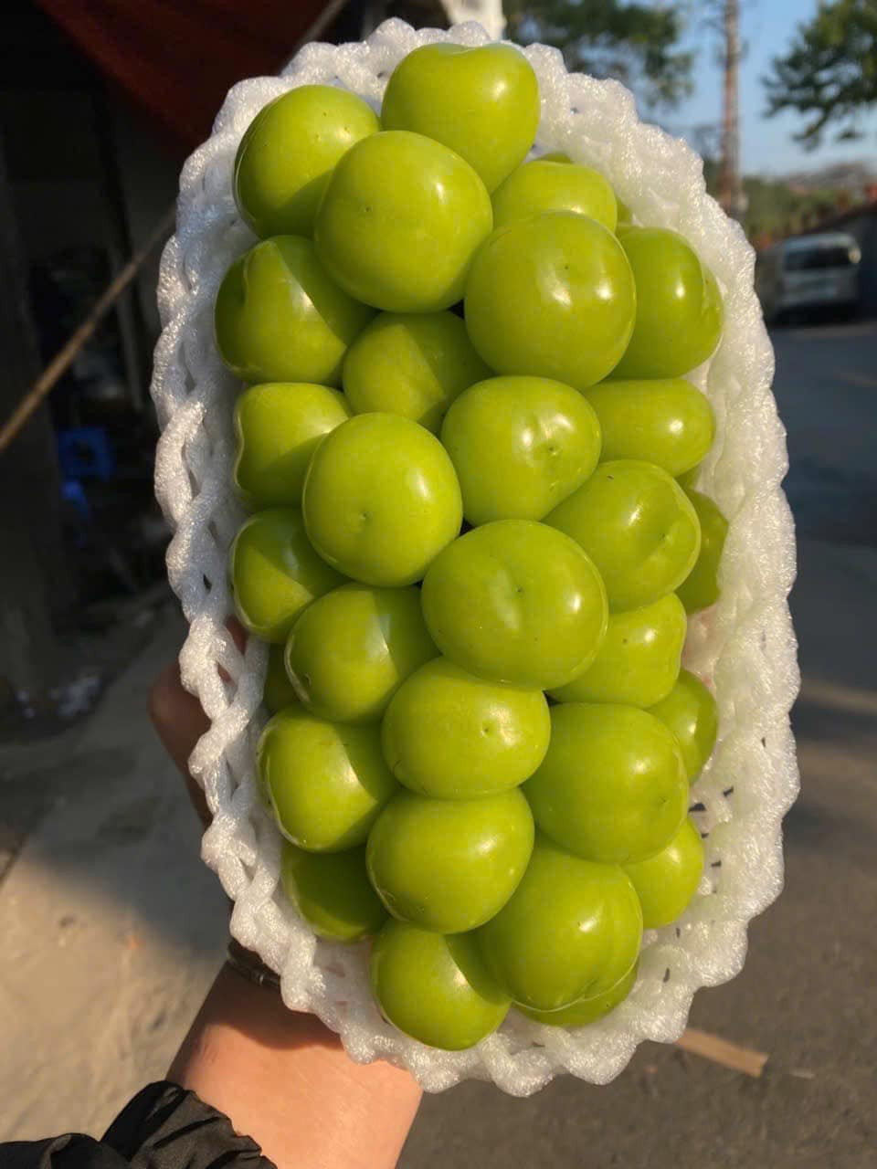 Nho sữa Trung Quốc quả to, màu xanh căng bóng, ăn giòn ngọt và thơm nhẹ mùi sữa. Ảnh: Facebook