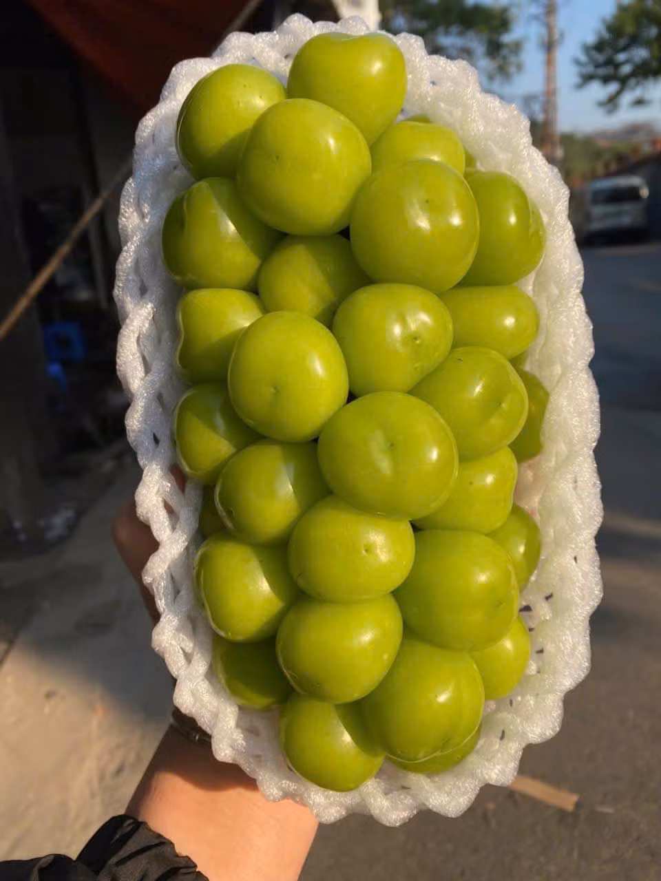 Nho sữa Trung Quốc quả to, màu xanh căng bóng, ăn giòn ngọt và thơm nhẹ mùi sữa. Ảnh: Facebook