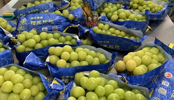 Nho sữa hay còn gọi shine muscat, là giống nho được Nhật Bản phát triển. Nho sữa Nhật, Hàn Quốc có giá thành cao, lên tới hơn 1 triệu đồng/kg. Ảnh: VOV