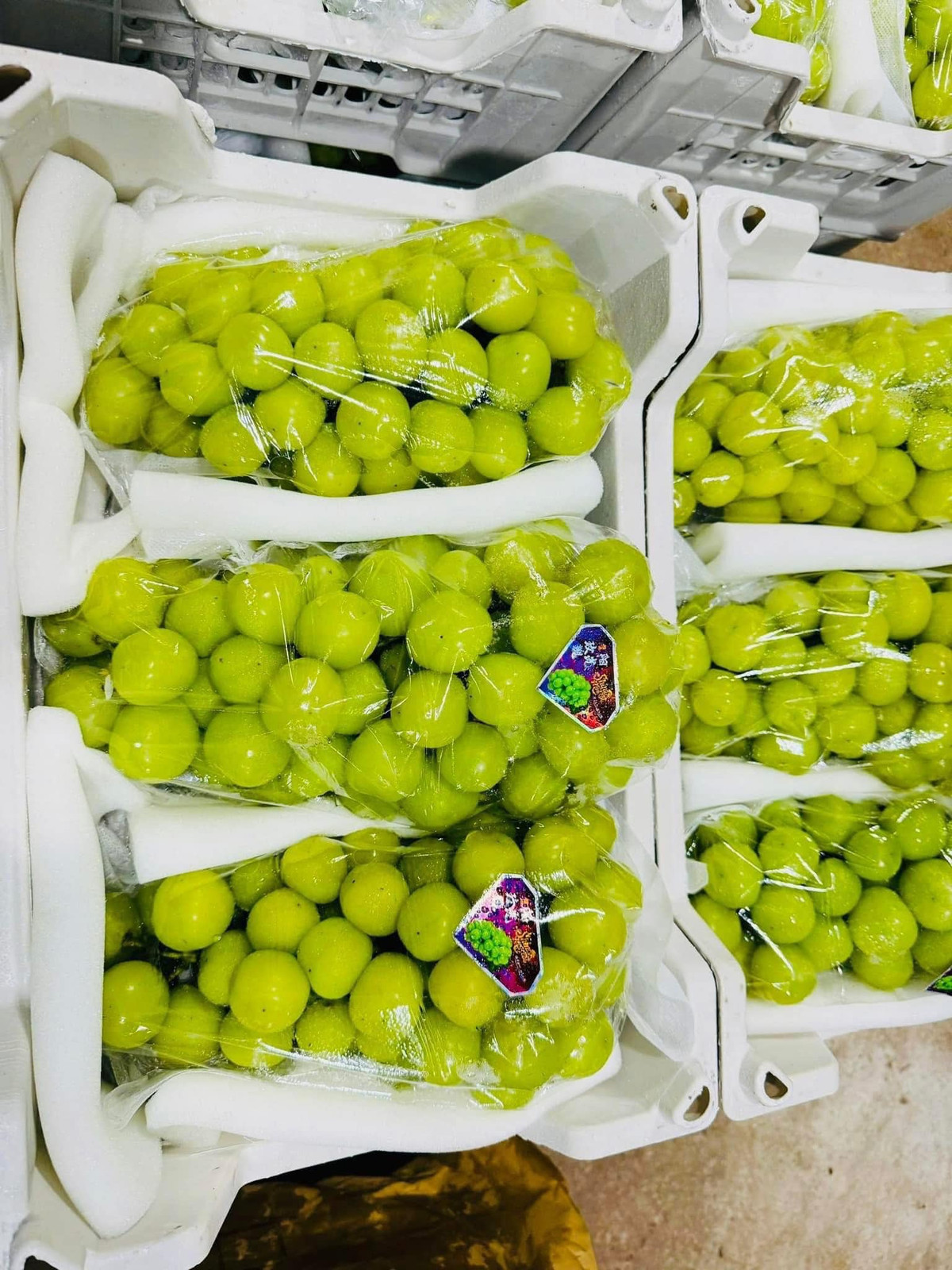 Dù lượng tiêu thụ có phần giảm hơn nhưng theo các tiểu thương, loại nho sữa này vẫn về đều đặn. Ảnh: Facebook