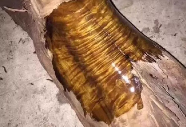 Đặc trưng của loại gỗ này là lớp thịt bên trong cây có những đường vân màu vàng óng ả, nhìn như những sợi tơ vàng đẹp mắt. Ảnh: Sohu