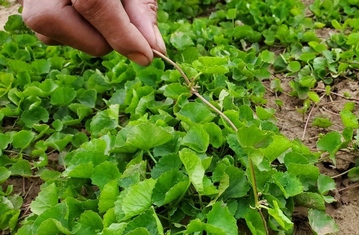 Nhận thấy tiềm năng của loài rau dại này, nhiều nông dân chuyển sang trổng rau má, mang lại thu nhập cao. Ảnh: Vietnamnet