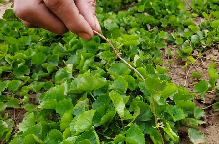 Nhận thấy tiềm năng của loài rau dại này, nhiều nông dân chuyển sang trổng rau má, mang lại thu nhập cao. Ảnh: Vietnamnet