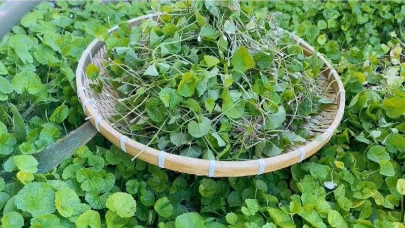  Rau má vốn là cây mọc dại ven đường ở nhiều vùng quê tại Việt Nam. Trước kia, rau má bị ngó lơ, chẳng ai quan tâm. Ảnh: Y tế Plus