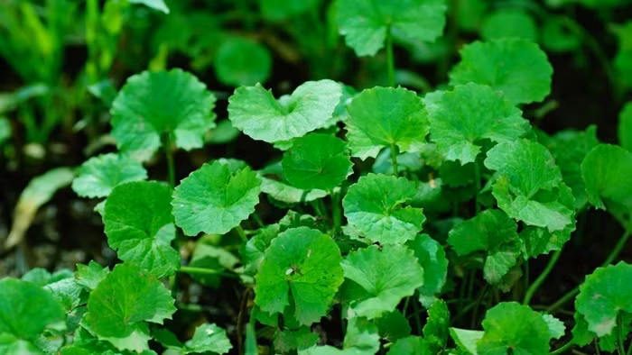 Tại các khu chợ truyền thống, nếu mua số lượng lớn hoặc ở các vùng nông thôn, giá rau má khoảng 20.000 - 30.000 VNĐ/kg. Ảnh: Internet