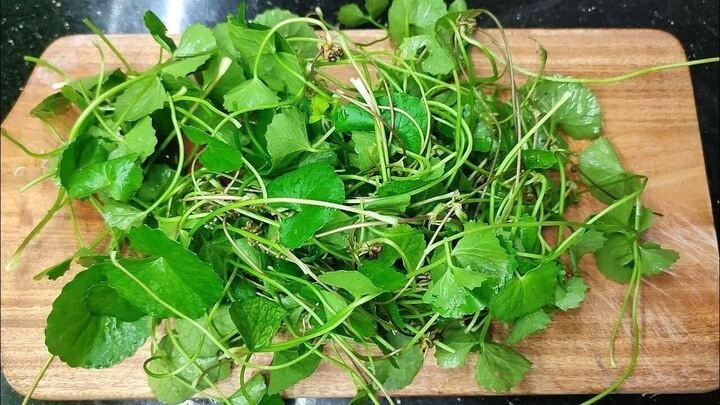 Ngày nay, rau má được ví như "vàng trên mặt đất" nhờ sở hữu giá trị dinh dưỡng và công dụng tuyệt vời. Ảnh: Internet