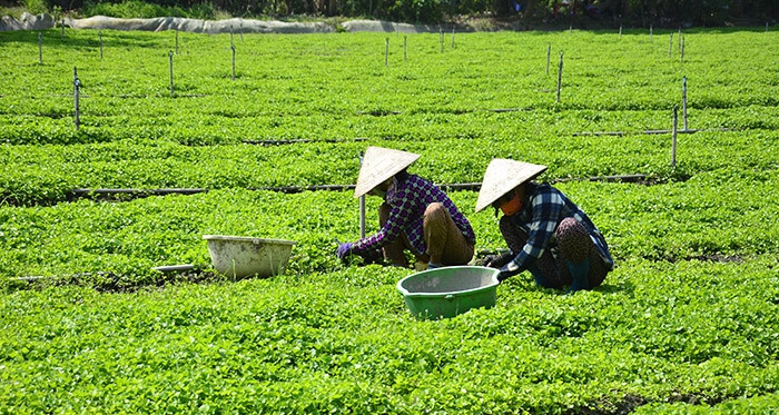 Nhờ trồng rau má, ông Trương Văn Đẹp (Tám Đẹp), ngụ khu phố Vĩnh Phước, thị trấn Giồng Riềng, huyện Giồng Riềng (Kiên Giang) bỏ túi hơn 1 tỷ đồng/năm. Ảnh: Báo Kiên Giang
