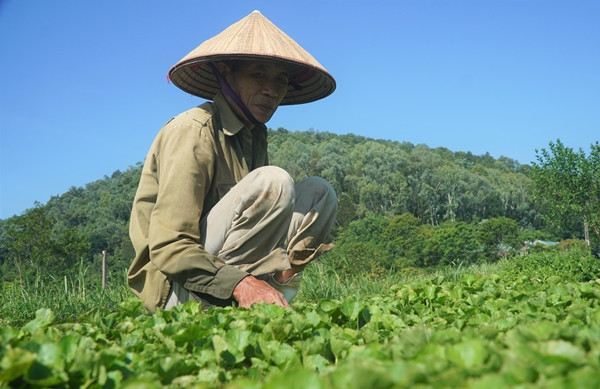Ông Lương Trọng Tuấn, phường Hàm Rồng, TP Thanh Hóa trồng hơn 4 sào rau má cổ. Mỗi sào ruộng cho thu hoạch khoảng 10 triệu đồng/đợt. Với 4 sào đất, mỗi năm ông thu được khoảng 400 triệu đồng/năm. Ảnh: Vietnamnet