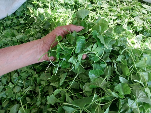 Rau má có vị hơi đắng, mùi thơm nhẹ, dễ ăn và dễ chế biến. Ảnh: Tạp chí Du lịch TP HCM