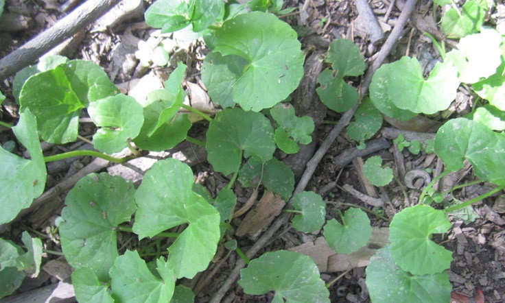 Lá rau má hình tròn hoặc hình thận, đường kính khoảng 2-4 cm, cuống lá mảnh và dài. Thân cây mềm, màu xanh hoặc hơi tím, dễ dàng lan rộng trên mặt đất. Ảnh: Dân Việt