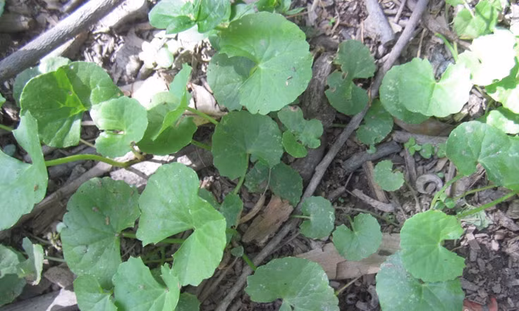 Lá rau má hình tròn hoặc hình thận, đường kính khoảng 2-4 cm, cuống lá mảnh và dài. Thân cây mềm, màu xanh hoặc hơi tím, dễ dàng lan rộng trên mặt đất. Ảnh: Dân Việt