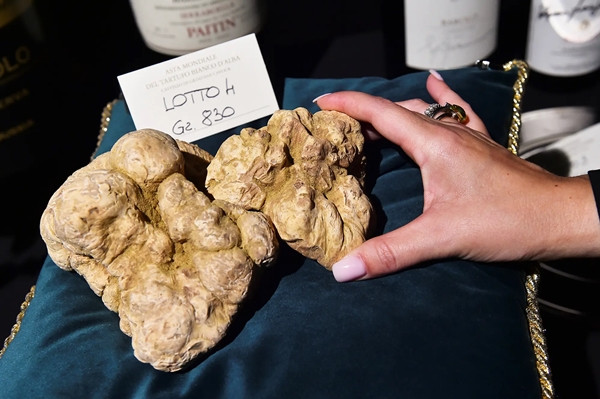Đáng chú ý, trong một cuộc đấu giá hồi năm 2021 tại Italia, một cây nấm cục trắng nặng 830g được bán với giá 103.000 Euro (khoảng hơn 2,6 tỷ đồng). Ảnh: New York Post