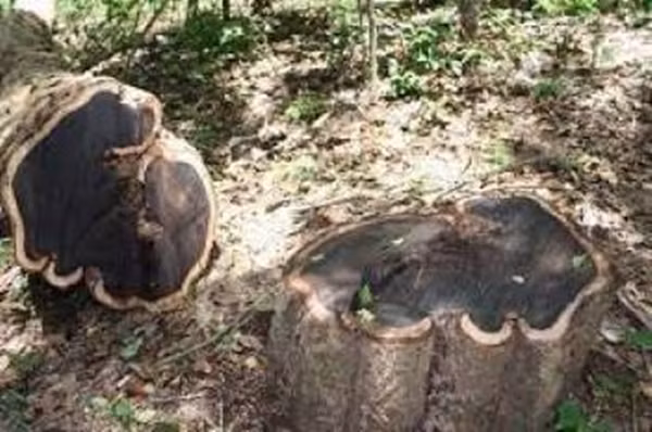 Bên cạnh đó, gỗ đen nặng và cứng, được các nghệ nhân đánh giá cao trong việc chế tạo các tác phẩm nghệ thuật và nhạc cụ. Ảnh: Getty