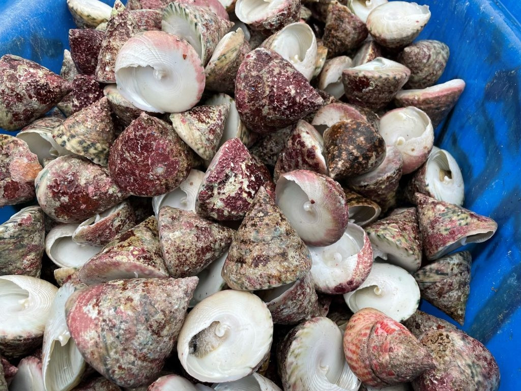 Khoảng chục năm gần đây, khi du lịch phát triển, ốc vú nàng được nhiều người tìm để thưởng thức. Nhờ đó, ngư dân săn ốc vú nàng cũng có thêm thu nhập. Ảnh: Internet