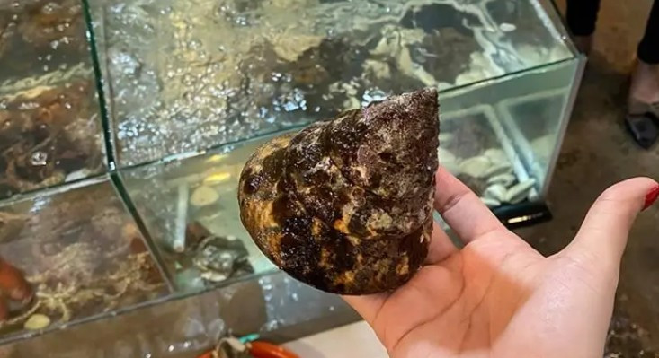 Ốc vú nàng có quanh năm nhưng xuất hiện nhiều nhất vào những ngày trăng tròn. Ảnh: Internet