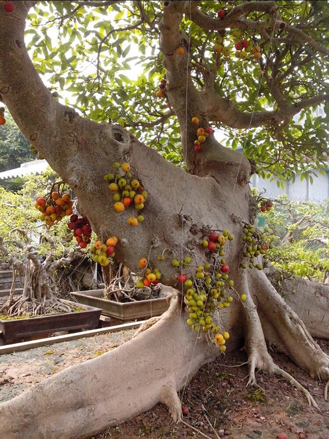 Nhiều quả chín rất đẹp mắt. Ảnh: Dân Việt