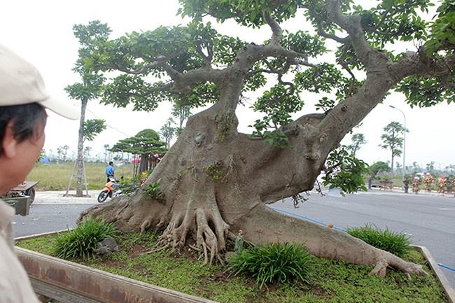 Theo chủ nhân của cây sung, giá trị nghệ thuật là vô giá, giá trị kinh tế phải lên đến 10 tỷ đồng. Ảnh: Dân Việt