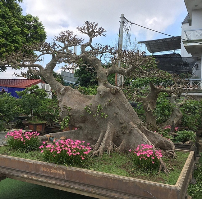 Không chỉ rễ, thân cây cũng bè dẹt rất đặc biệt. Ảnh: Dân Việt