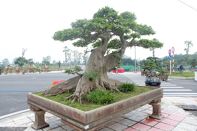 Trải qua hơn một thế kỷ tồn tại, cây sung cổ thụ cao khoảng 2m và đường kính bệ rễ ấn tượng, xấp xỉ 3m. Ảnh: Dân Việt