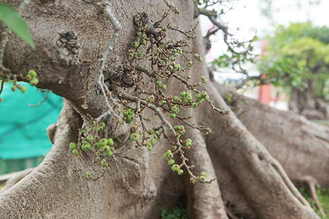 Đến mùa, cây sung cho quả chi chít từ gốc đến ngọn. Ảnh: Dân Việt