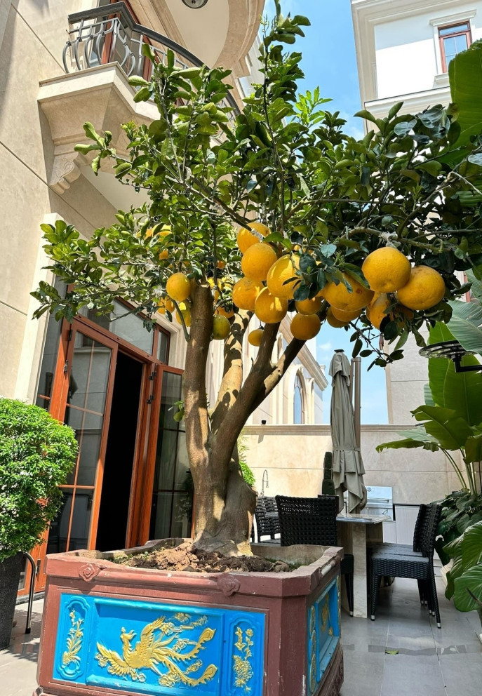 Bưởi bonsai vàng rực. Ảnh: FB Việt Hương