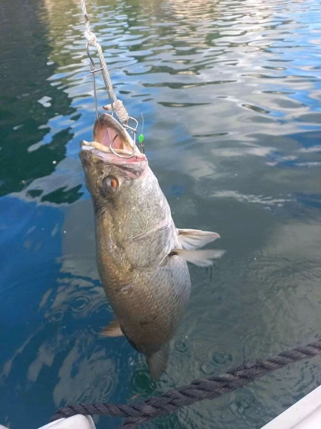 Theo người bán, đây là cá vược nuôi đầm biển ở quê, thức ăn chủ yếu là con don và con dắt, rong rêu, cá mòi, cá đối con...Ảnh: Facebook