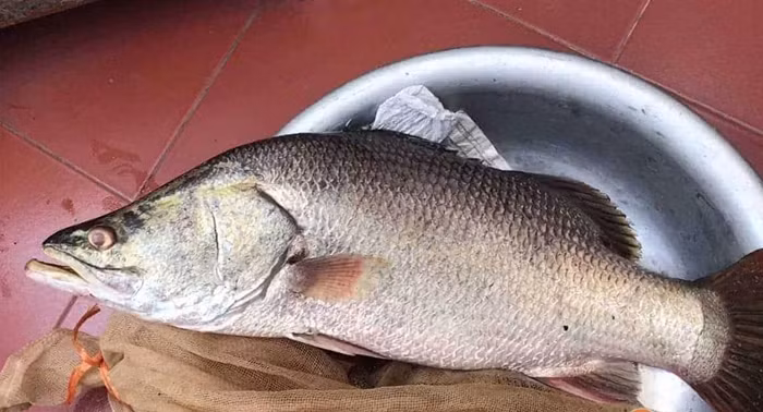  Cá vược (hay còn gọi cá chẽm) là một trong những loài cá đặc sản nổi tiếng tại Việt Nam và cả trên thế giới. Ảnh: Tripmap