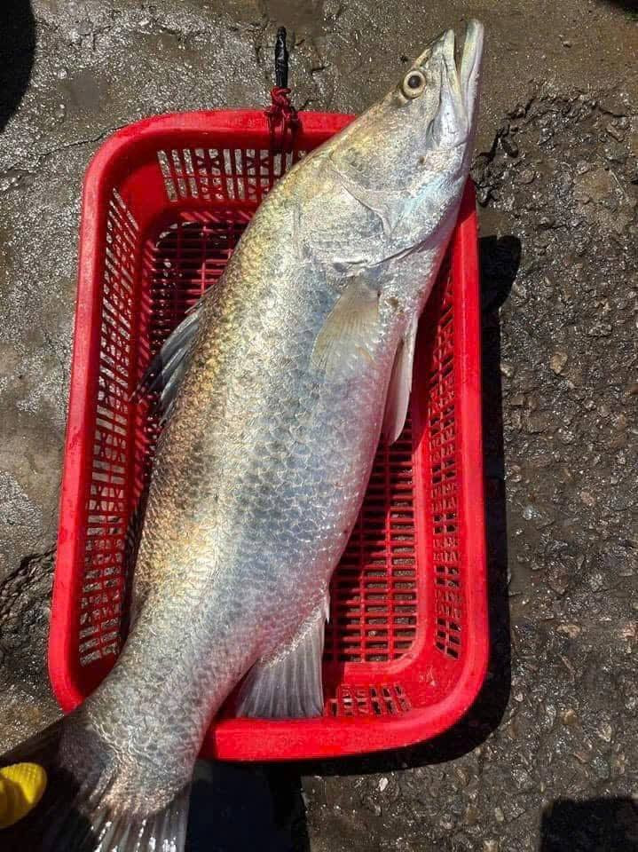 Gần đây, cá nuôi đến ngày thu hoạch thì rớt giá thảm, không có khách mua. Càng để càng lỗ nên nhiều người đứng ra bán hỗ trợ người dân. Ảnh: Facebook