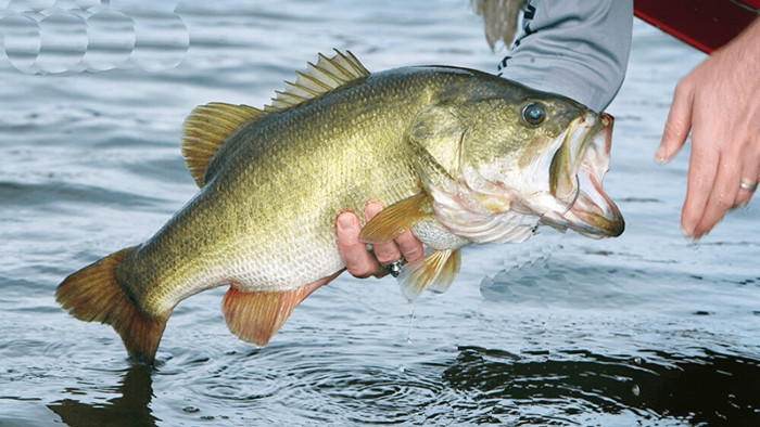 Đáng chú ý, với lượng omega-3 cao, cá vược thậm chí còn được coi là "tốt hơn cá hồi" trong nhiều khía cạnh. Ảnh: Internet