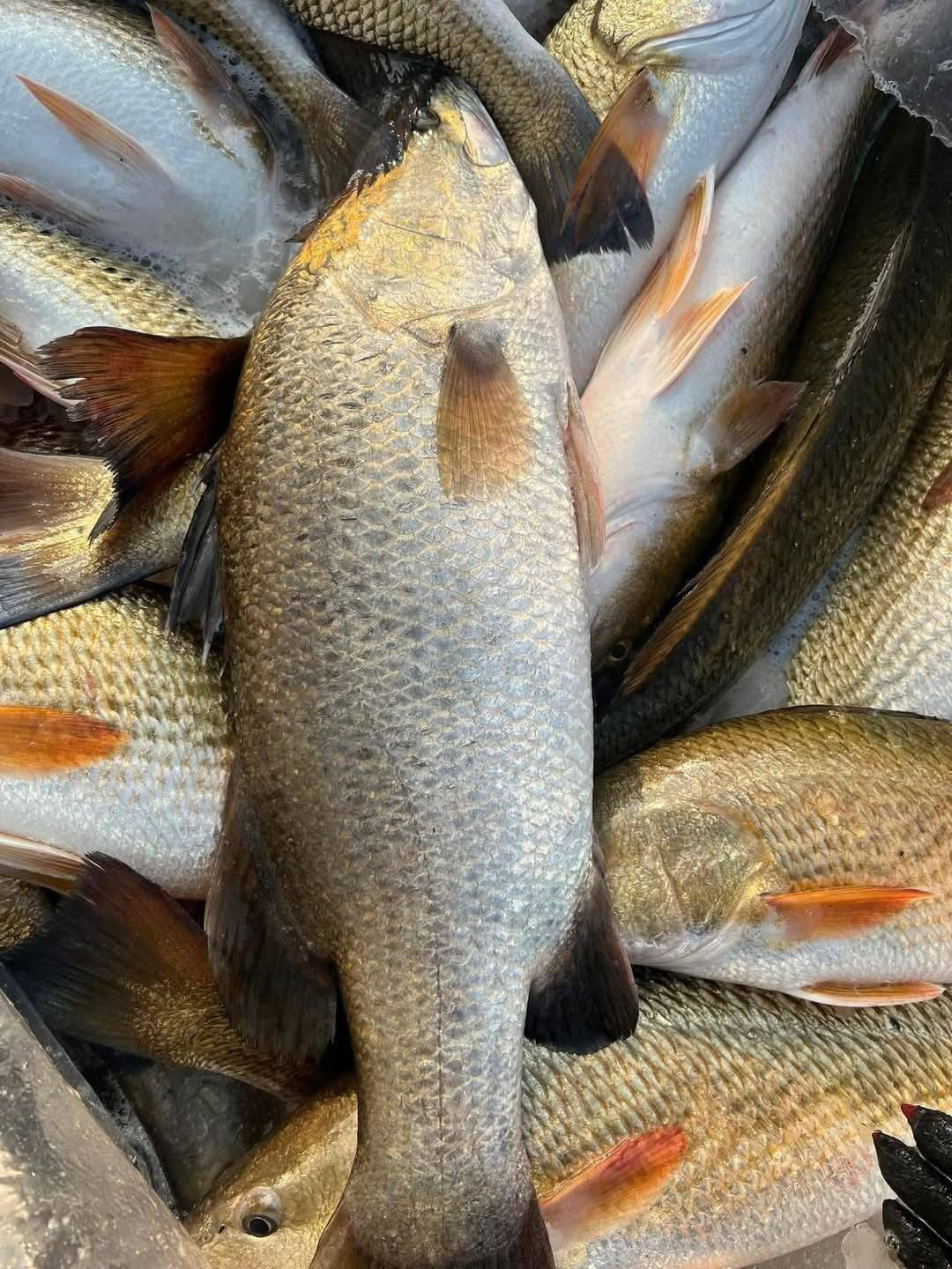 Trên các hội nhóm, chợ chung cư, mạng xã hội, mỗi ngày có hàng chục bài rao bán cá vược với giá giải cứu. Ảnh: Facebook