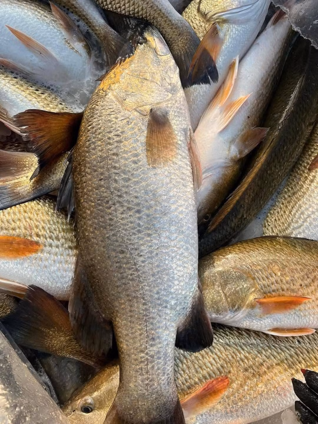 Trên các hội nhóm, chợ chung cư, mạng xã hội, mỗi ngày có hàng chục bài rao bán cá vược với giá giải cứu. Ảnh: Facebook