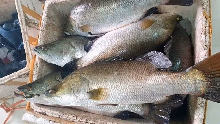 Tại các cửa hàng hải sản, các vược biển thường có giá 200.000 - 250.000 đồng/kg. Ảnh: Internet