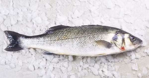 Tùy theo từng môi trường đại dương, cá vược có nhiều loại như cá vược đỏ, cá vược đen, cá vược sông, cá vược biển...Ảnh: Thesakuji