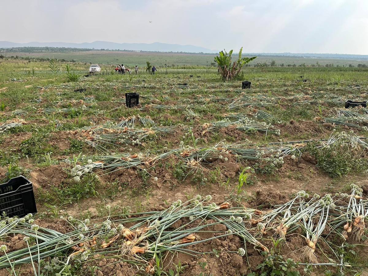 Ngoài ra, Quang Linh Vlogs cũng có một kênh khác mang tên Nông Nghiệp Việt Nam ở châu Phi với con số người theo dõi cũng lên tới 1,19 triệu lượt. Ảnh: FB Quang Linh Vlogs