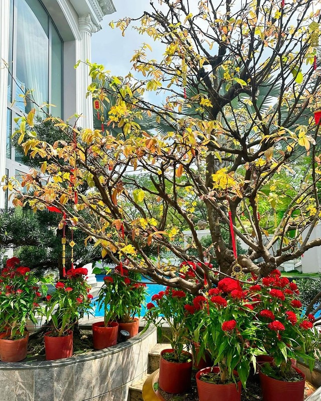 Ngoài sân có chậu hoa mào gà nhỏ đặt xung quanh gốc những chậu cây cảnh lớn. Ảnh: FB Bảo Thy