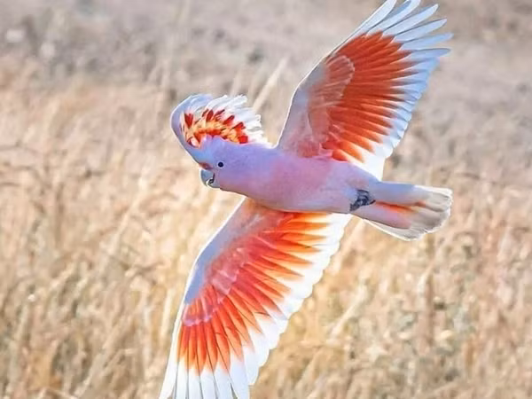 Vẹt mào Major Mitchell năng động và dễ thương, giá từ 4.000 - 10.000 USD (hơn 93 - 234 triệu VNĐ). Ảnh: Bondi Wash