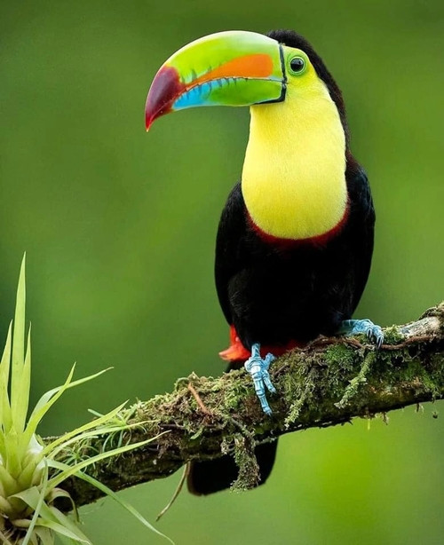 Giá một chú chim toucan có thể thay đổi đáng kể tùy thuộc vào loại chim toucan, dao động từ 1.500 - 10.000 USD (tương đương 35 triệu đến hơn 230 triệu VNĐ). Ảnh: Hepper
