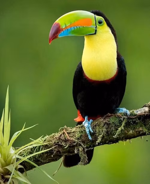 Giá một chú chim toucan có thể thay đổi đáng kể tùy thuộc vào loại chim toucan, dao động từ 1.500 - 10.000 USD (tương đương 35 triệu đến hơn 230 triệu VNĐ). Ảnh: Hepper
