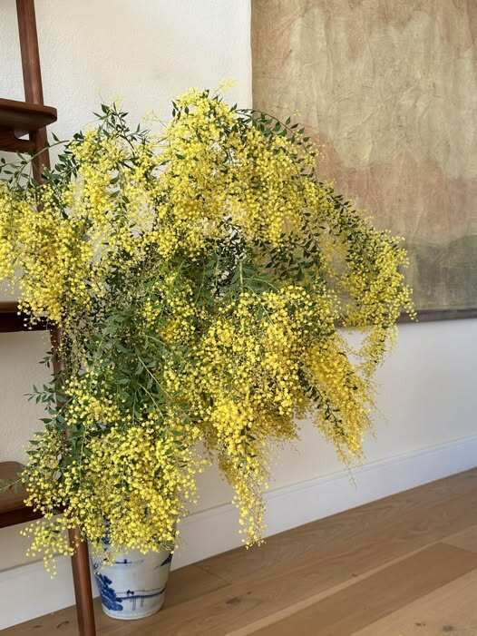 Nghệ sĩ Hồng Đào còn mang mimosa vào cắm bình trong nhà. Ảnh: FBNV