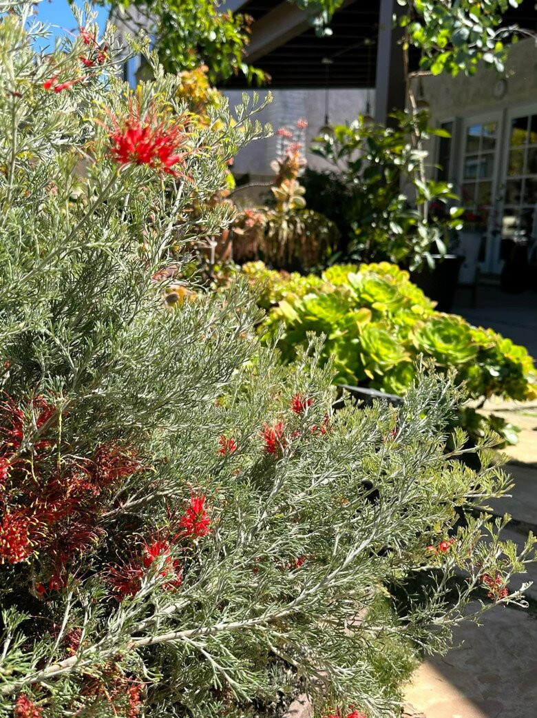 Sự kết hợp của nhiều loại cây cỏ mang đến vẻ đẹp tự nhiên đầy cuốn hút. Ảnh: FBNV