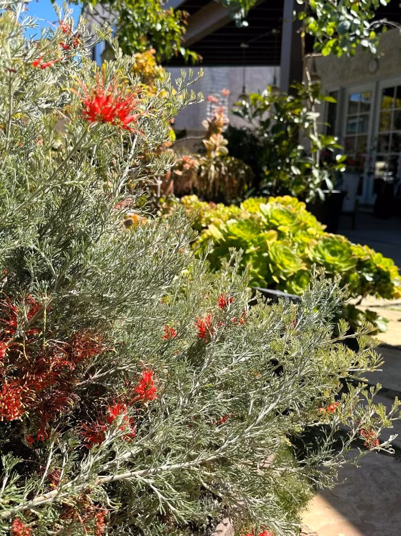 Sự kết hợp của nhiều loại cây cỏ mang đến vẻ đẹp tự nhiên đầy cuốn hút. Ảnh: FBNV